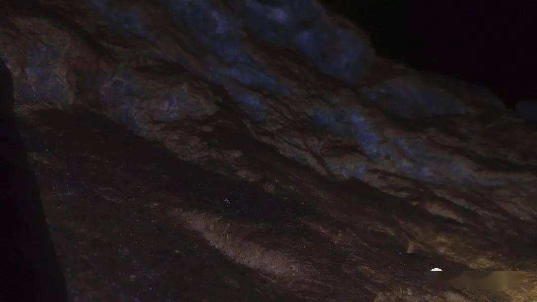 救援花栗鼠